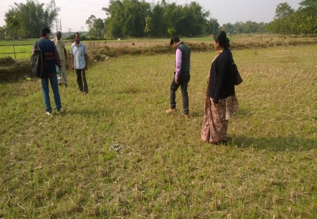 Pic-3: Collective farming -checking the growth of relay crop ( Lentil ) by the project team with the farmers.