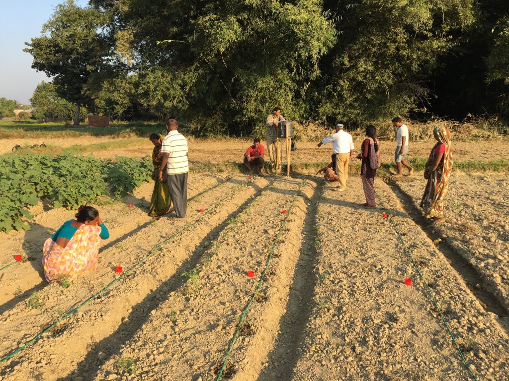 Setting our ‘catch cans’ to measure the uniformity from drip and micro sprinkler irrigation systems 